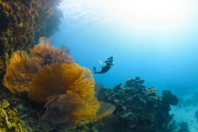 a person swimming in the ocean near a coral reef